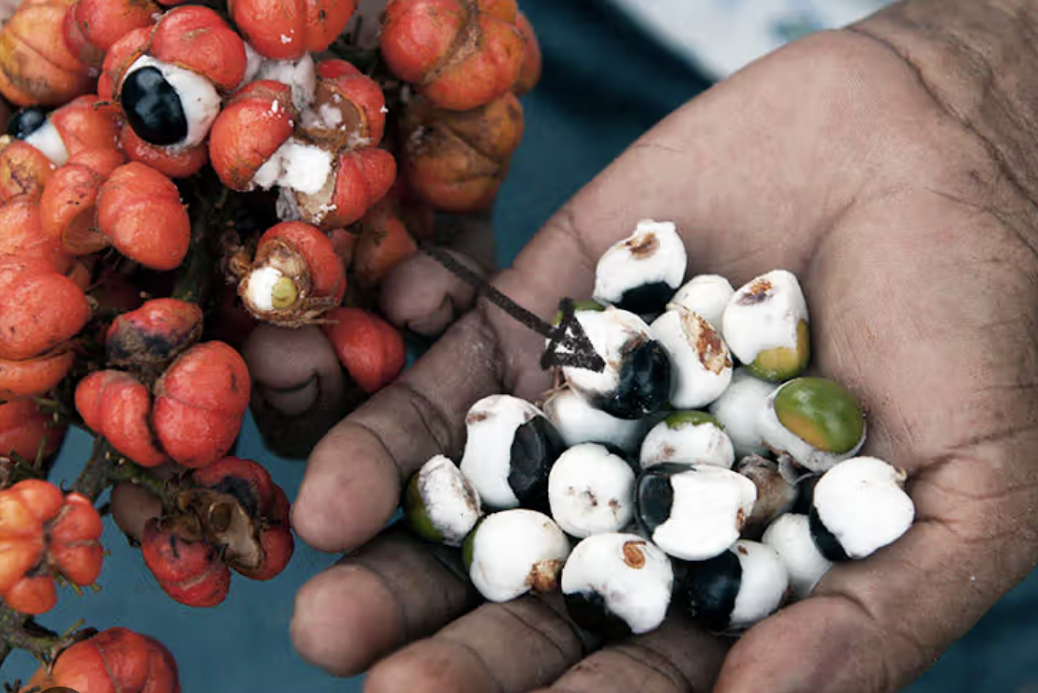 guarana