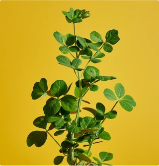 ingredient_2