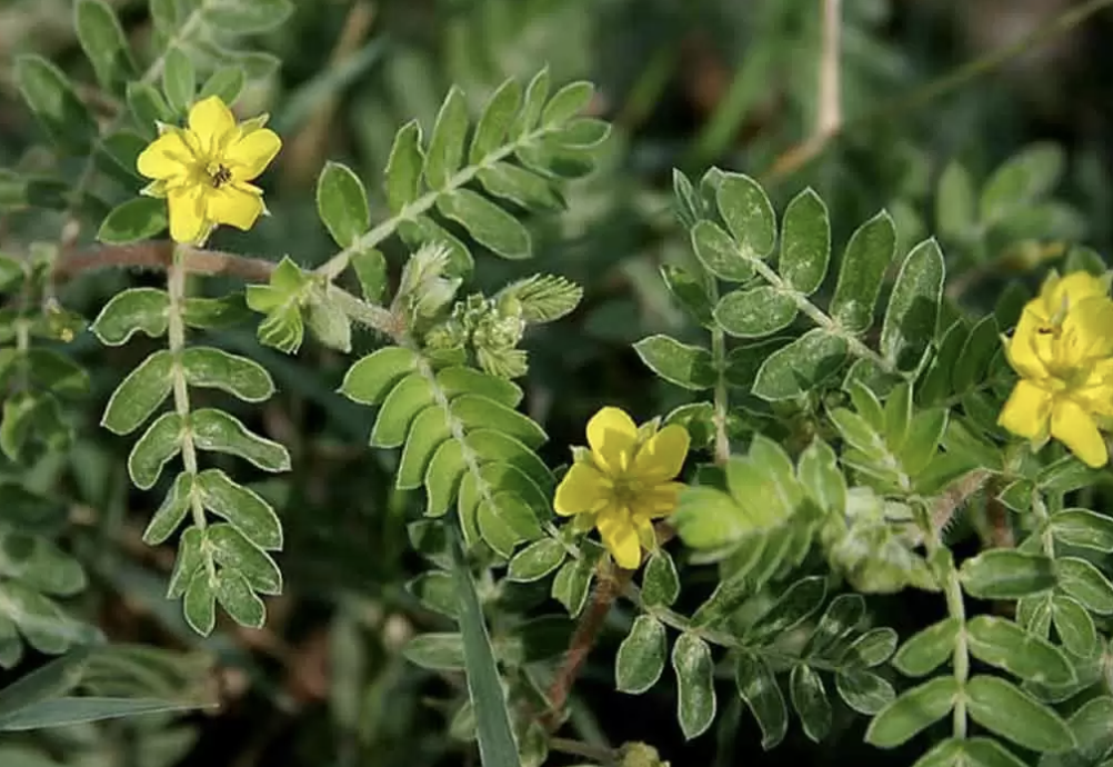 tribulus