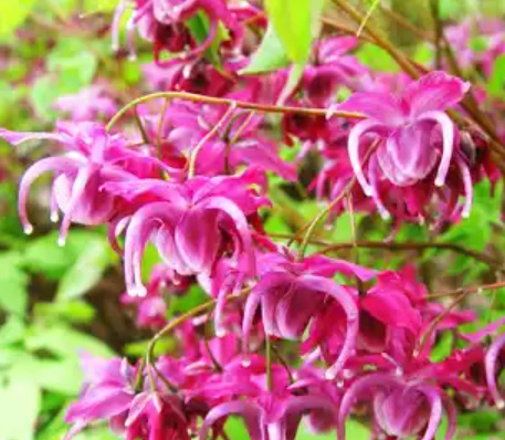 unnamed (50) Horny Goat Weed