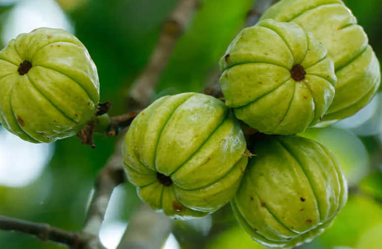 Garcinia-Cambogia Garcinia Cambogia
